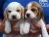 Wundersch�ne Beagle Welpen mit Papieren
