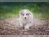 Australian Shepherd welpen mit Papiere