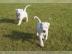 Reinrassige Dogo Argentino Welpen