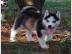 SIBERIAN HUSKY WELPEN +PAPIER