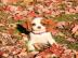 Cavalier King Charles Spaniel Welpen