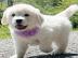 Golden Retriever Welpen zur Adoption Wha