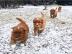 Liebevolle Golden Retriever Welpen f�r R
