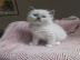 Ragdoll K?tzchen verf?gbar und bereit, f