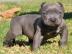Lion Style American Bully!!! Blueline!!!