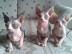 Don Sphynx Babys suchen neues Zuhause