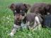 Mini Chihuahua Babys