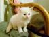 2 Puppe wei�e Ragdoll-K�tzchen