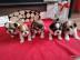 Shih Tzus Welpen suchen ein Zuhause