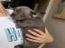 S�sse Franzs�sische Bulldogge Welpen in