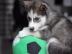 Reinrassige Siberian Husky Welpen