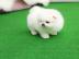 Lulu Pomeranian Mini Toy Puppies Geschen
