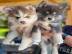 Pomsky Welpen mit Papieren whatsapp numm
