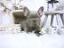 Franz?sische Bulldog Welpen