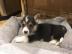 Pembroke Welge Corgi