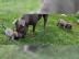 American Staffordshire Terrier Welpen