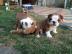 English Bulldog Welpen mit Papieren