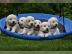 golden retriever welpen