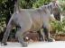 Beschreibung zu American Pitbull Terrier