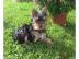 Yorkshire Terrier Welpen mit Stammbaum