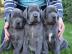 Deutsche Doggen Welpen mit Papieren wha
