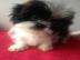 Reinrassige Shi Tzu Welpen