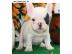 Franz�sische Bulldoggen Welpen