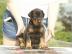 Dobermann Welpen