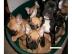Liebevoll Franz�sische Bulldoggen aus VD