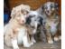 Australian Shepherd Welpen