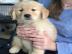 Entz�ckende golden retriever-Welpen f�r