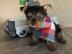 Entz?ckende Teetasse von Yorkie-Welpen