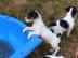 Parson Jack Russell Terrier Welpen