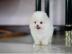 Pomeranian Freunde!!! unsere wundersch?n