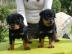 S��e Rottweiler Welpen