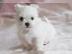 Malteser Welpen