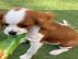 Cavalier King Charles Spaniel Welpen. 