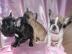 Franz�sische Bulldogge - welpen - selten