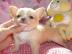 Mini Chihuahua Welpen LH und KH mit Papi