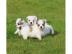 Chihuahuas in Kurz- und Langhaar 250EUR