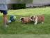 Englische Bulldogge Welpen zu verkaufen. 