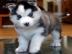 Blaue Augen Siberian Husky Welpen