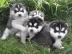 Wundersch�ne Siberian Husky Welpen