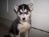 Siberian Husky Welpen suchen ihr neues Z