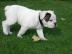 sch�ne  Englisch Bulldogge