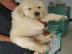 Wundersch�ne Golden Retriever-Welpen