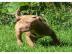 Pitbull blueline welpen zu verkaufen