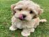 Intelligente Maltipoo-Welpen **KOSTENLOS