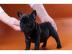 Franz�sische Bulldoggen Welpen