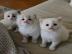 Ragdoll-Katzen zur Adoption
